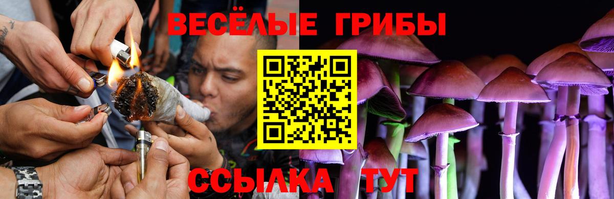 Псилоцибиновые грибы Psilocybine cubensis Омск